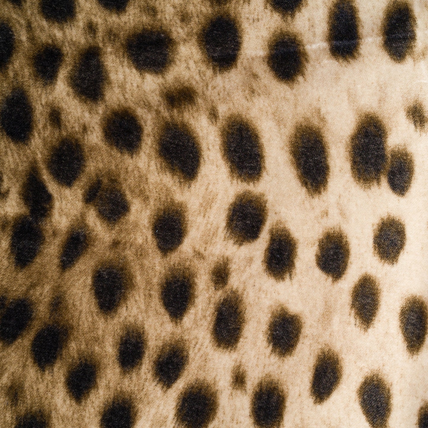 B-ball short motif guépard